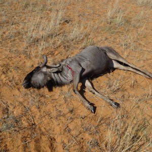 blue wildebeest cow