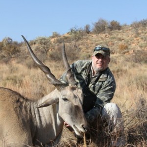 40" Cape Eland