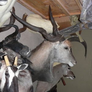 49" Cape Eland