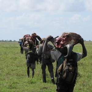 Carrying out meat and trophies - Coutada 14