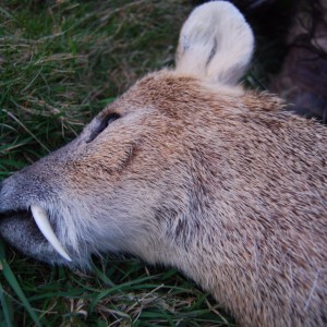 Chinese water deer