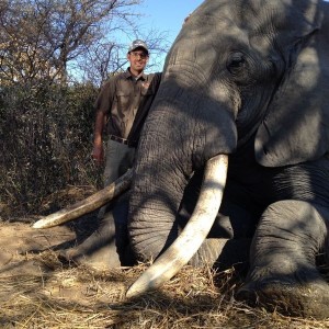 97x103 pounds Elephant Zimbabwe