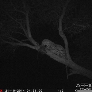 Leopard Namibia