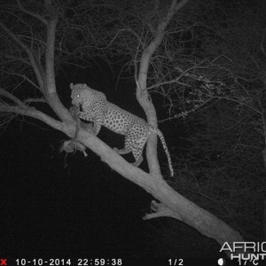 Leopard Namibia