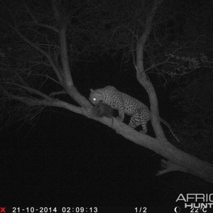 Leopard Namibia