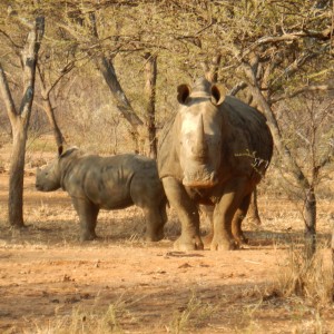 RhIno