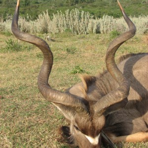 Kudu