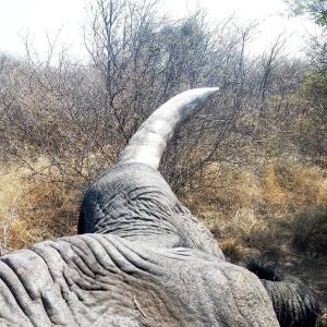 Elephant Namibia, July 2014