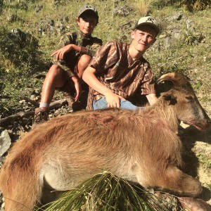 Summer Bull Tahr Hunt