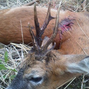 Abnormal roe buck