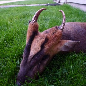 Bronze CIC medal Muntjac Buck