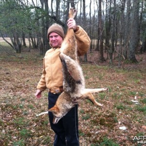 Crenshaw County Coyote