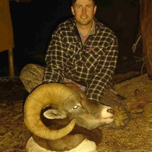 Bighorn Sheep