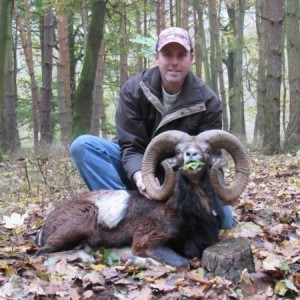 Mouflon