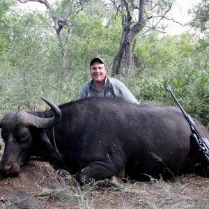 Buffalo Cow - South Africa