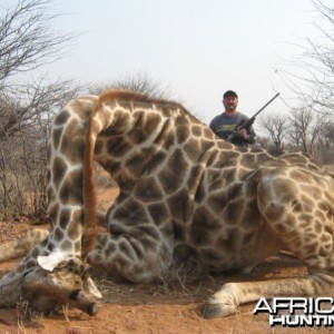 Giraffe hunted at Westfalen Hunting Safaris Namibia