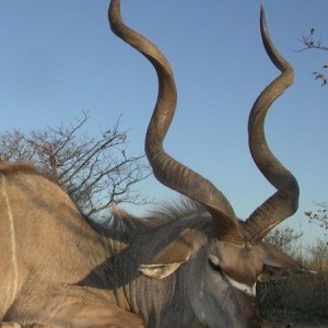 Greater Kudu hunted at Westfalen Hunting Safaris Namibia