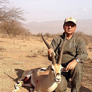 mature grant gazelle shot at Gelai area Tanzania