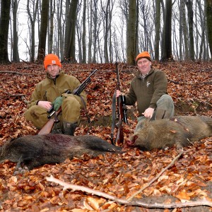 Driven boar hunt hungary January 2015