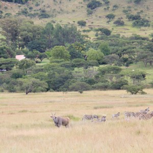 Umdende Clayton Comins Hunting Safaris