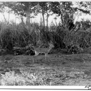 Dik Dik