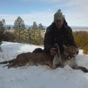 Mountain lion New Mexico