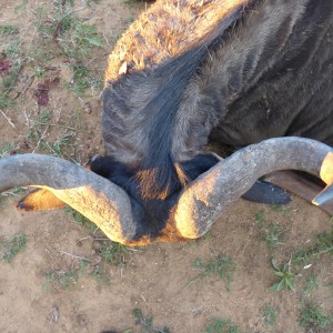 Blue Wildebeest's horns
