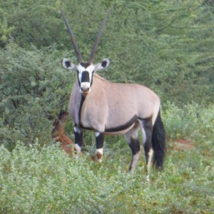Oryx bull