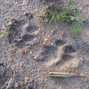 Cheetah tracks