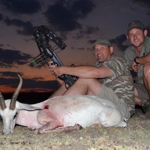 White Springbok - Crossbow