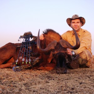 Black Wildebeest South Africa 2008