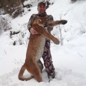 Mountain Lion in BC