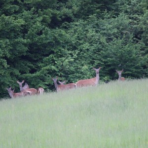 Hunting Romania