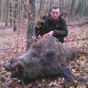 wild boar