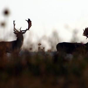 Fallow Deer Romania