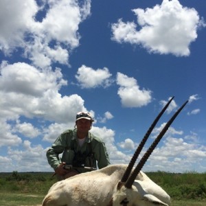 Arabian Oryx-Concho County, Texas