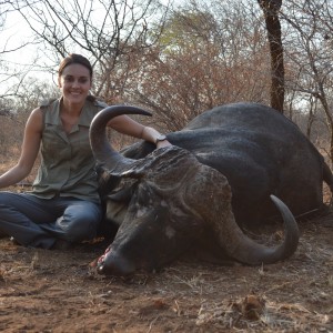 Buffalo bull South-Africa