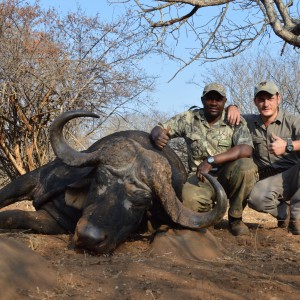 Buffalo bull South-Africa