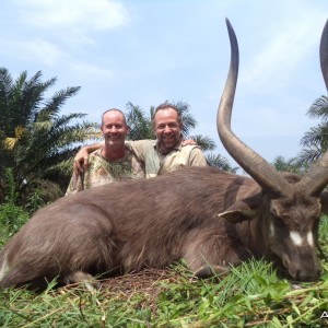 Ssese Island sitatunga