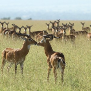 Uganda Kob n Uganda with Bruce Martin of Lake Albert Safaris