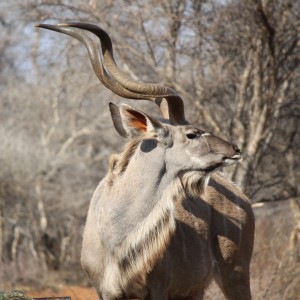 Kudu Bull At Limcroma Safaris