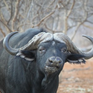 Cape Buffalo Limcroma Safaris
