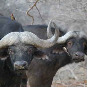 Cape Buffalo pair Limcroma Safaris