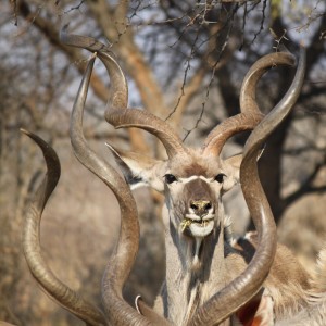 Kudus Limcroma Safaris