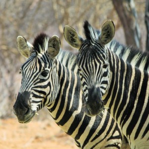 Zebra pair Limcroma Safaris