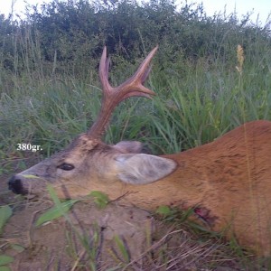 380gr. Roe Deer