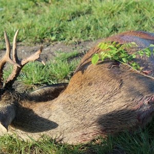 450gr. Roe Deer