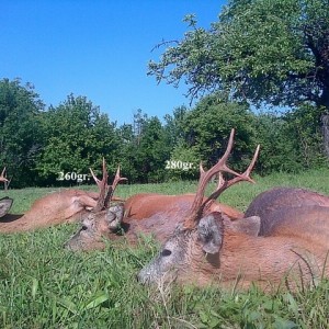 290gr. - 260gr. - 280gr. Roe Deer