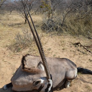 My best Gemsbok