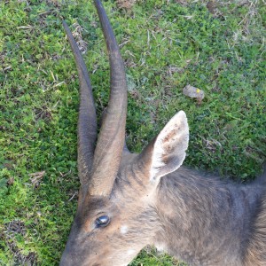 Big Cape Bushbuck